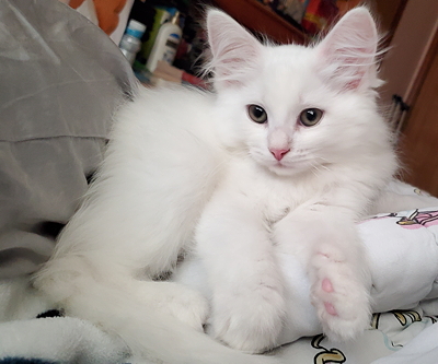 katie moore white cat